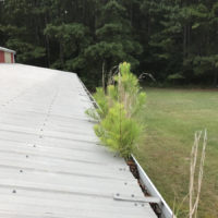 trees-growing-in-gutters-tyrone-ga